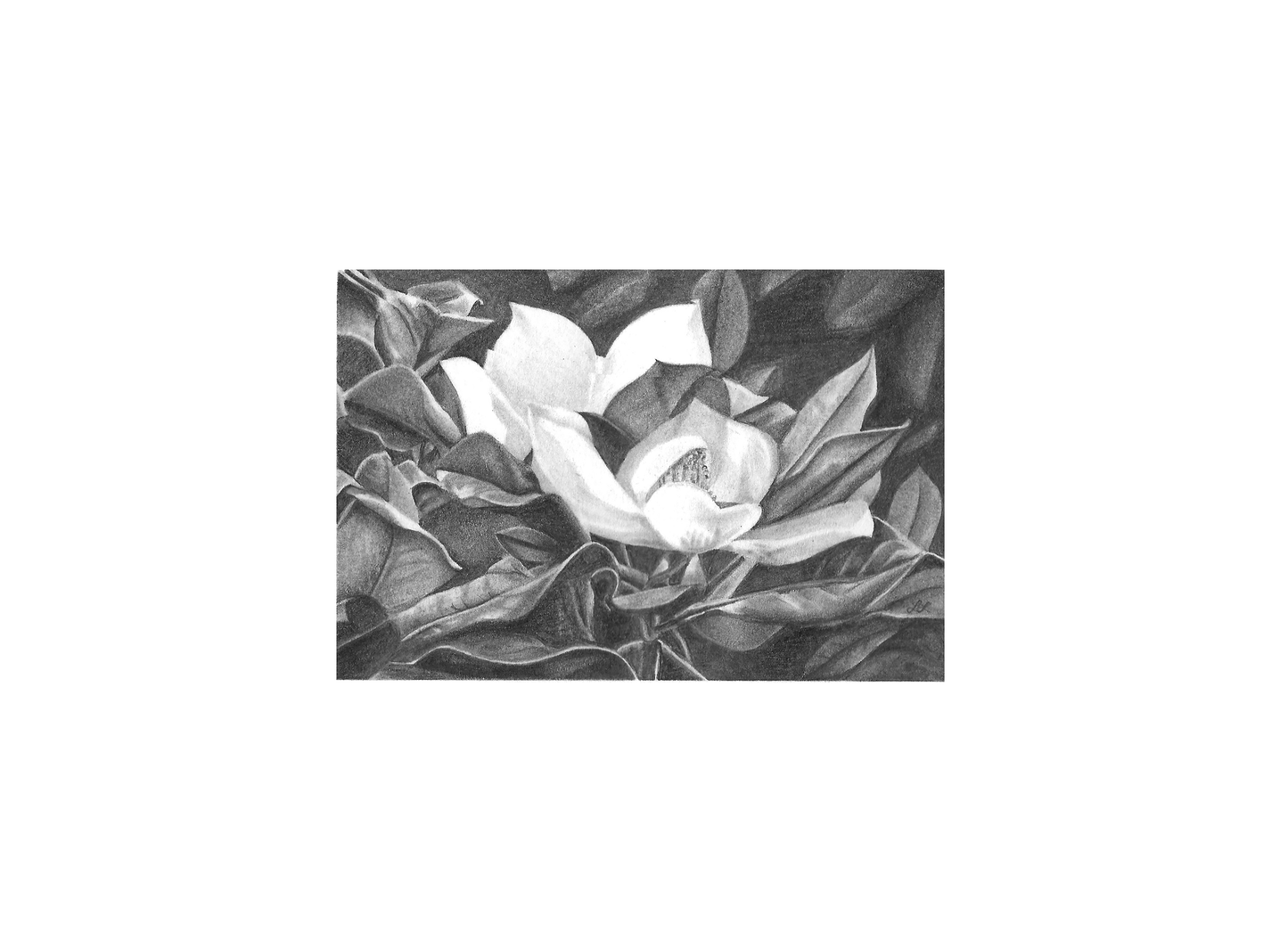 "Magnolia Bloom" Art Print