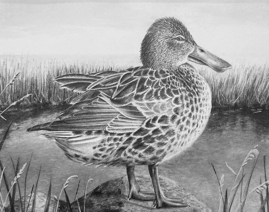 "Northern Shoveler Hen" Art Print